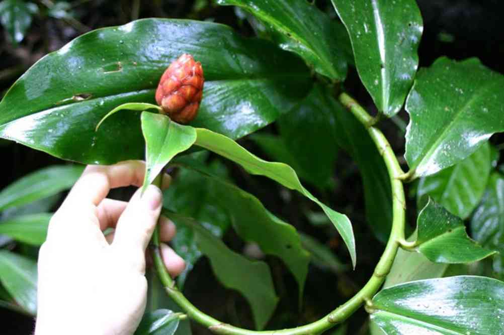 This leaves. Costus Leaf. Costus SP.(t05)(Cream margin Leaf). Costus spicatuscostus_spicatus. Costus leaves.