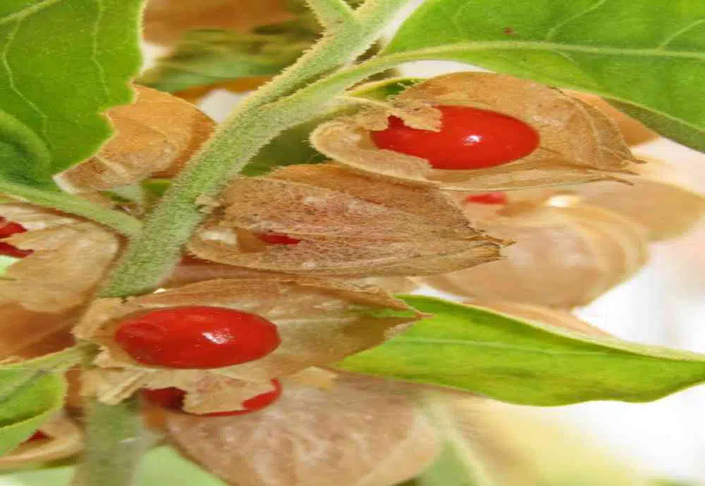 فوائد الأشواغندا للتخسيس