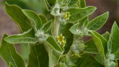 فوائد-الأشواغندا-للرجال