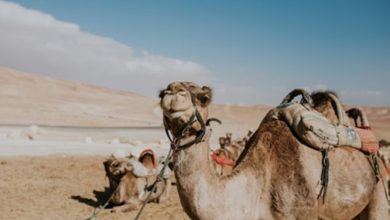 فوائد حليب الإبل