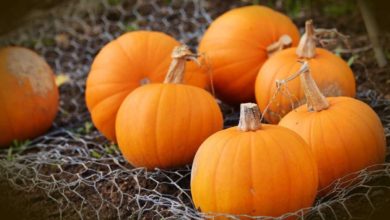 فوائد قرع العسل