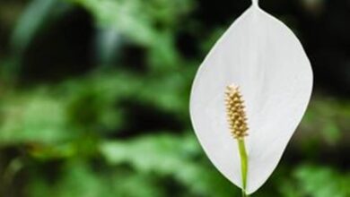 كولوميوسيل للتخسيس